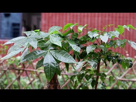 門口種什麼植物|大門口適合放什麼植物：擋煞化煞招財好運 